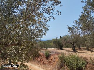 Αγροτεμάχια 7.356 τ.μ. για πώληση, Μεσσηνία, Γαργαλιάνοι-thumb-4