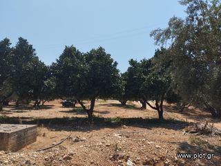 Αγροτεμάχια 7.356 τ.μ. για πώληση, Μεσσηνία, Γαργαλιάνοι-thumb-5