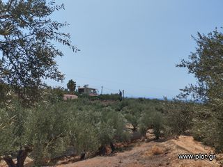 Αγροτεμάχια 7.356 τ.μ. για πώληση, Μεσσηνία, Γαργαλιάνοι-thumb-6