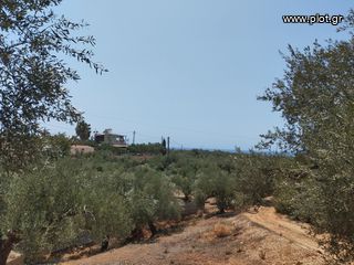 Αγροτεμάχια 7.356 τ.μ. για πώληση, Μεσσηνία, Γαργαλιάνοι-thumb-7