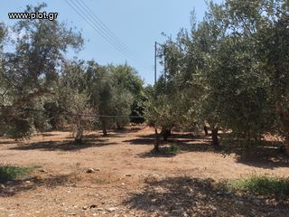 Αγροτεμάχια 7.356 τ.μ. για πώληση, Μεσσηνία, Γαργαλιάνοι-thumb-9