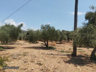 Αγροτεμάχια 7.356 τ.μ. για πώληση, Μεσσηνία, Γαργαλιάνοι-thumb-10