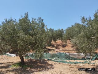 Αγροτεμάχια 7.356 τ.μ. για πώληση, Μεσσηνία, Γαργαλιάνοι-thumb-11