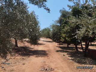 Αγροτεμάχια 7.356 τ.μ. για πώληση, Μεσσηνία, Γαργαλιάνοι-thumb-17
