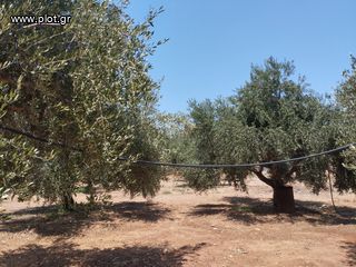 Αγροτεμάχια 7.356 τ.μ. για πώληση, Μεσσηνία, Γαργαλιάνοι-thumb-18