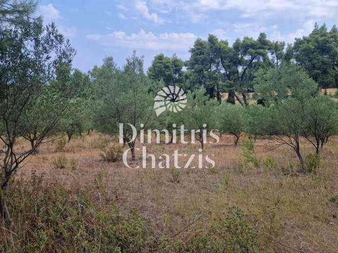 Αγροτεμάχια 9.300 τ.μ. πρός πώληση, Χαλκιδική, Κασσάνδρα