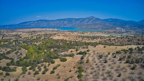 Αγροτεμάχια 13.581 τ.μ. για πώληση