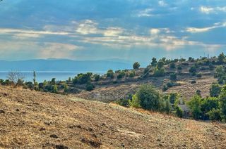 Αγροτεμάχια 20.000 τ.μ. για πώληση