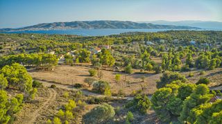 Αγροτεμάχια 6.000 τ.μ. για πώληση