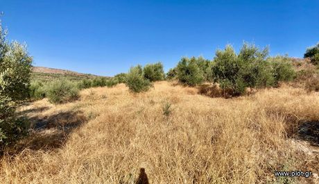 Οικόπεδο 3.100 τ.μ. για πώληση
