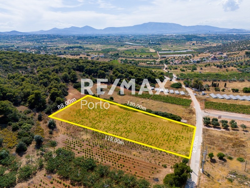 Αγροτεμάχια 6.146 τ.μ. πρός πώληση, Αττική - Υπόλοιπο, Μαρκόπουλο