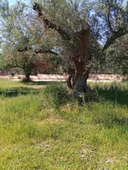 Οικόπεδο 742 τ.μ. για πώληση, Αχαΐα, Μεσσατίδα-thumb-1