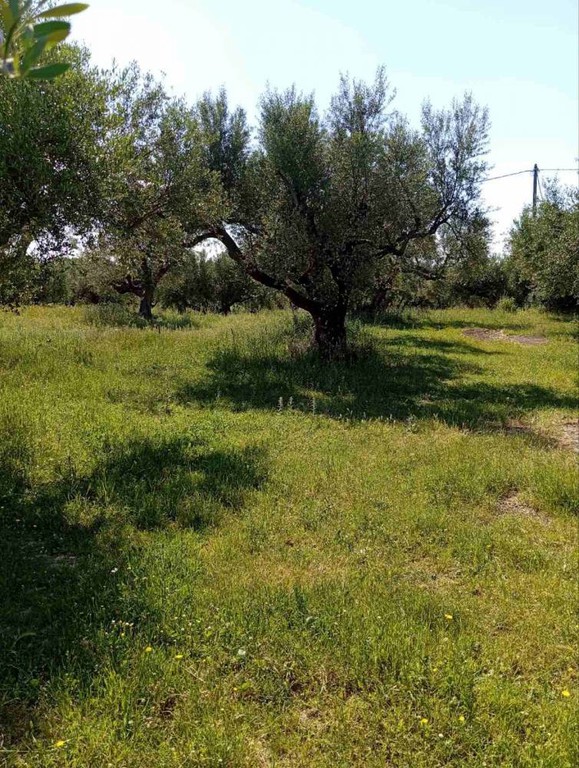 Οικόπεδο 742 τ.μ. προς πώληση, Καλλιθεόκαμπος