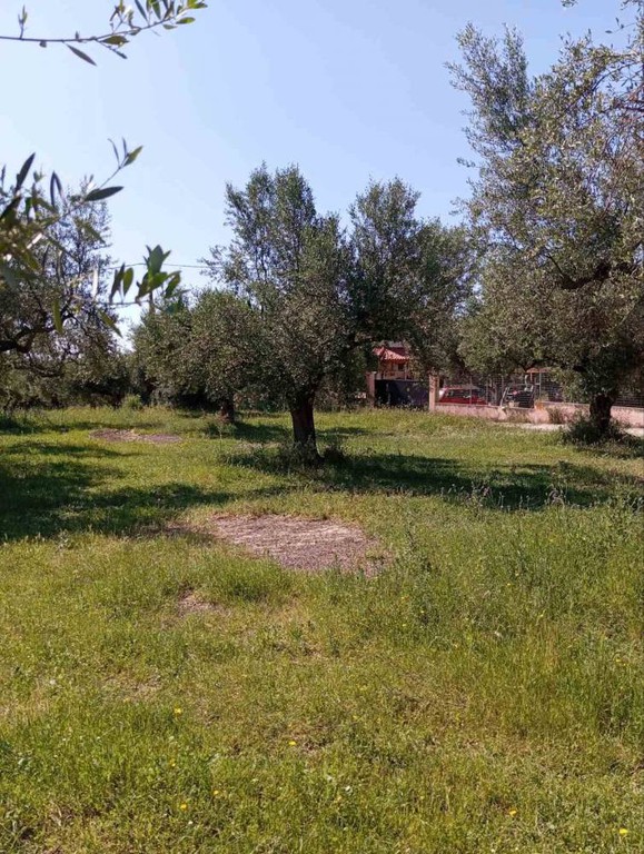 Οικόπεδο 742 τ.μ. για πώληση, Αχαΐα, Μεσσατίδα