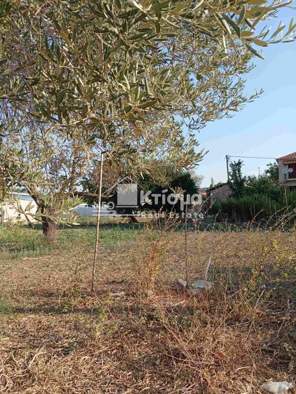 Οικόπεδο 749 τ.μ. προς πώληση, Λαμπέτι