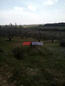 Parcel 4.062sqm for sale-Kallikrateia » Rodokipos