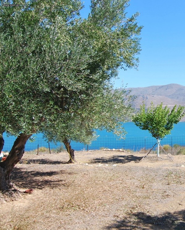 Οικόπεδο 4.100 τ.μ. προς πώληση, Έρισος
