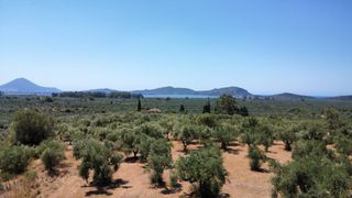 Οικόπεδο 5.800 τ.μ. για πώληση, Μεσσηνία, Γαργαλιάνοι-thumb-13