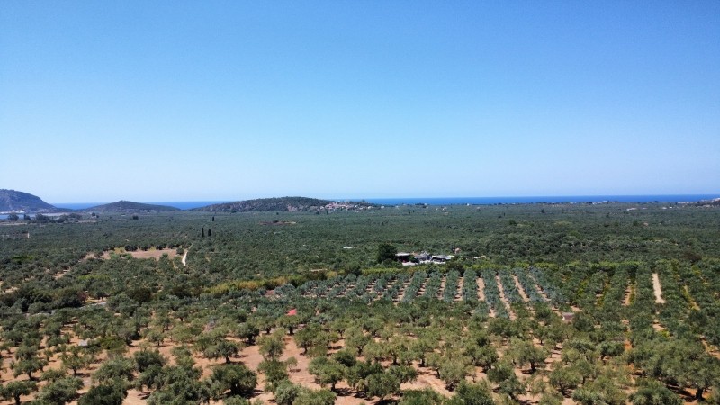 Οικόπεδο 4.000 τ.μ. πρός πώληση, Μεσσηνία, Γαργαλιάνοι