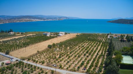 Αγροτεμάχια 8.170τ.μ. για πώληση-Ερμιόνη » Άγιοι ανάργυροι