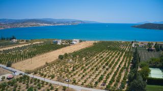 Αγροτεμάχια 8.170 τ.μ. για πώληση