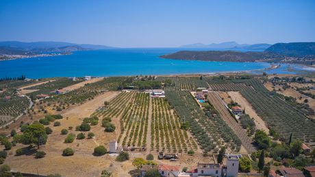 Αγροτεμάχια 17.081τ.μ. για πώληση-Ερμιόνη » Άγιοι ανάργυροι