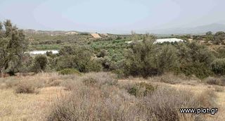Αγροτεμάχια 6.580 τ.μ. προς πώληση, Λαγολί-thumb-3
