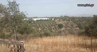 Αγροτεμάχια 6.580 τ.μ. προς πώληση, Λαγολί-thumb-4