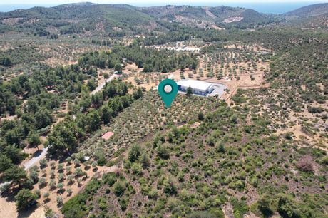 Αγροτεμάχια 9.950τ.μ. για πώληση-Θάσος » Σκάλα μαριών