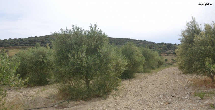 Οικόπεδο 2.010 τ.μ. πρός πώληση, Ν. Ηρακλείου, Μοίρες