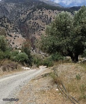 Οικόπεδο 10.000τ.μ. για πώληση-Τυμπάκι » Καμάρες