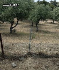 Οικόπεδο 10.000 τ.μ. για πώληση, Ν. Ηρακλείου, Τυμπάκι-thumb-1