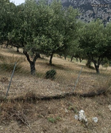 Οικόπεδο 10.000 τ.μ. πρός πώληση, Ν. Ηρακλείου, Τυμπάκι