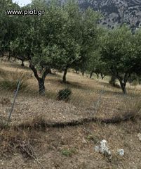 Οικόπεδο 10.000 τ.μ. για πώληση, Ν. Ηρακλείου, Τυμπάκι-thumb-4