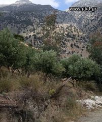 Οικόπεδο 10.000 τ.μ. για πώληση, Ν. Ηρακλείου, Τυμπάκι-thumb-7