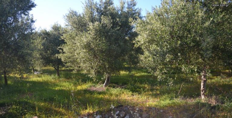 Οικόπεδο 2.613 τ.μ. για πώληση, Ν. Ηρακλείου, Τυμπάκι