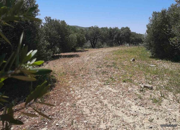Land plot 4.300 sqm for sale, Heraklion Prefecture, Αgia Varvara