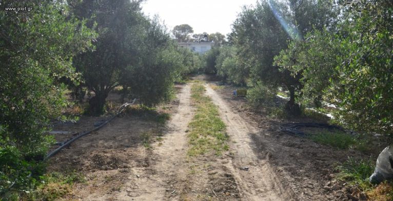 Οικόπεδο 5.000 τ.μ. για πώληση, Ν. Ηρακλείου, Μοίρες