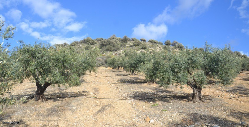 Αγροτεμάχια 10.377 τ.μ. πρός πώληση, Ν. Ηρακλείου, Μοίρες