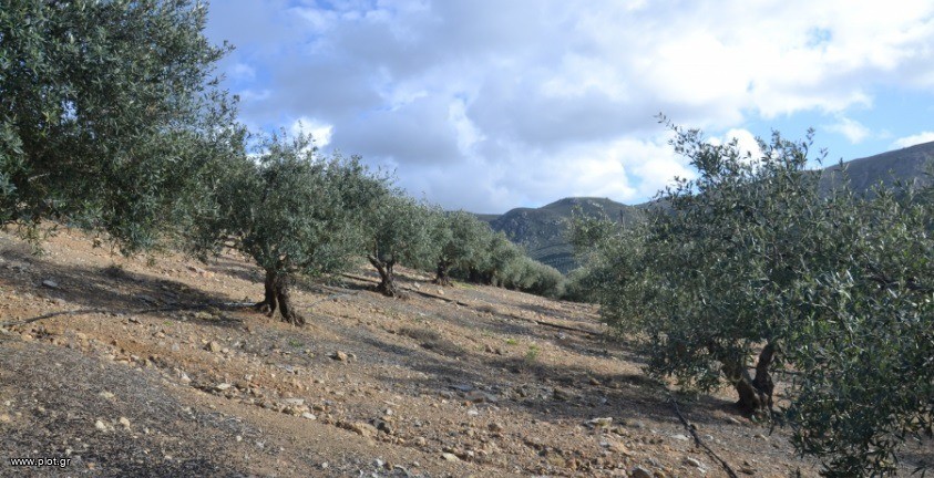 Αγροτεμάχια 10.377 τ.μ. πρός πώληση, Ν. Ηρακλείου, Μοίρες