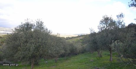 Αγροτεμάχια 12.802τ.μ. για πώληση-Μοίρες » Κουσές