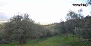 Αγροτεμάχια 12.802 τ.μ. για πώληση