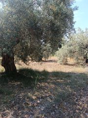Αγροτεμάχια 408 τ.μ. για πώληση, Εύβοια, Λιχάδα-thumb-11