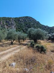 Αγροτεμάχια 1.200 τ.μ. για πώληση, Εύβοια, Λιχάδα-thumb-4