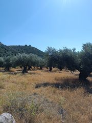 Αγροτεμάχια 1.200 τ.μ. για πώληση, Εύβοια, Λιχάδα-thumb-14