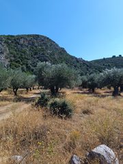 Αγροτεμάχια 1.200 τ.μ. για πώληση, Εύβοια, Λιχάδα-thumb-15