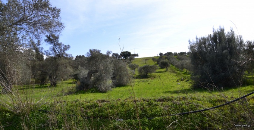 Οικόπεδο 4.507 τ.μ. πρός πώληση, Ν. Ηρακλείου, Τυμπάκι