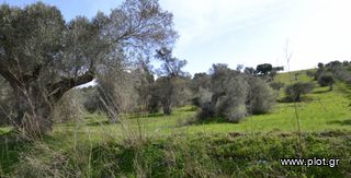 Οικόπεδο 4.507 τ.μ. προς πώληση, Πιτσίδια-thumb-1