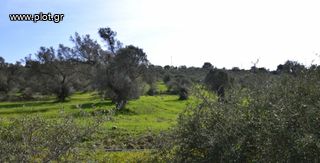 Οικόπεδο 4.507 τ.μ. προς πώληση, Πιτσίδια-thumb-2