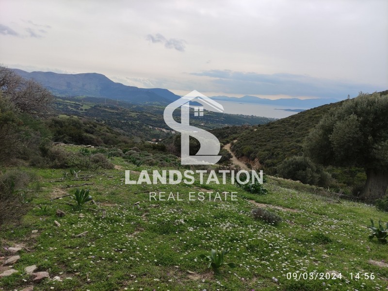Αγροτεμάχια 7.136 τ.μ. πρός πώληση, Εύβοια, Στύρα